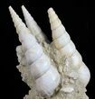 Fossil Gastropod (Haustator) Cluster - Damery, France #56387-1